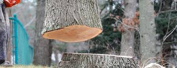 Professional Tree Services in Los Banos, CA